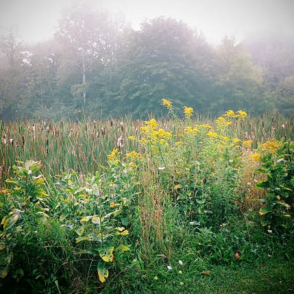 Appalachian Herbalism & Wild Crafting