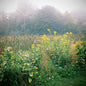 Appalachian Herbalism & Wild Crafting