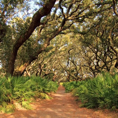Cumberland Island National Seashore Backpacking