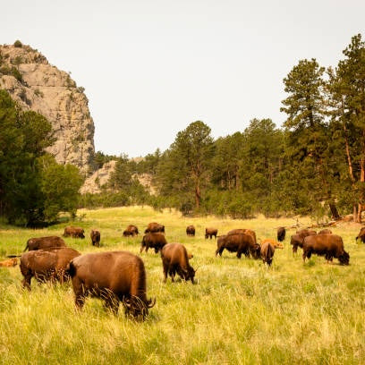 State Parks Adventure: Custer Wildlife Loop Tour