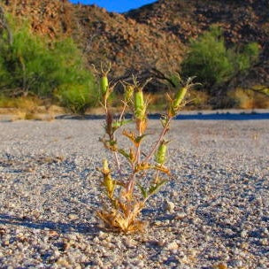Desert Survival and Ethnobotany