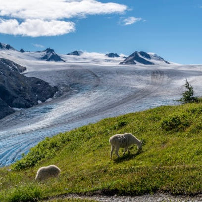 Kenai Fjords National Park Glacier & Wildlife Cruise