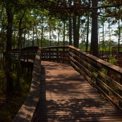 Longleaf Pine Ecology & Stewardship Tour