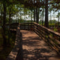 Longleaf Pine Ecology & Stewardship Tour