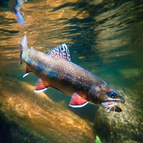 Smoky Mountains Fly Fishing for Brook Trout