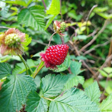 Temperate Rainforest Foraging Workshop