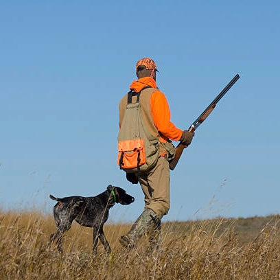 Traditional Upland Quail Hunting