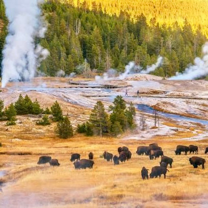 College Credit: Yellowstone Field Ecology