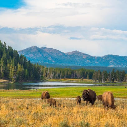 Yellowstone National Park Wildlife Safari
