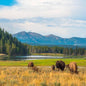 Yellowstone National Park Wildlife Safari
